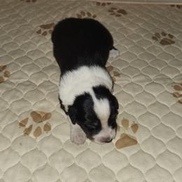 Boy 2 - Black tri-color male Australian Shepherd puppy in Jersey Shore, Pennsylvania from Lone Tree Aussies