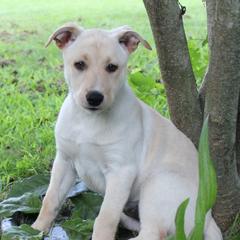 Carolina Dog Puppies from Williams Sweet Carolina
