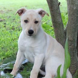 Carolina Dog Puppies from Williams Sweet Carolina