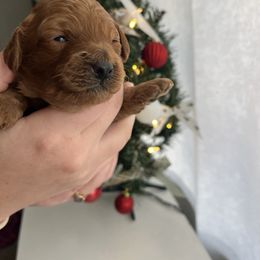 Bernard - Apricot male Poodle puppy in Greenville, South Carolina from Pepper Potts Puppies