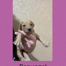 AKC Standard poodle Rapunzel - Apricot female Poodle puppy in Harrisburg, Arkansas from Ransone’s Ridge Runners Poodles and Doodles