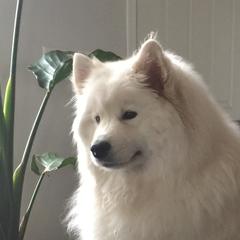 Samoyeds from Samoyeds of Paradise