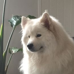 Samoyeds from Samoyeds of Paradise