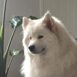 Samoyeds from Samoyeds of Paradise