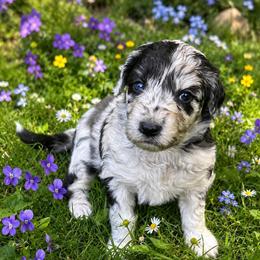 Blue Merle girl black right eye - Blue merle female Aussiedoodle puppy in Sandwich, Massachusetts from Cape Cod Aussies / Cape Cod Poodles and Doodles
