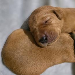 Boy 4. - Yellow male Labrador Retriever puppy in Grand Rivers, Kentucky from Big Water Dreams Retrievers
