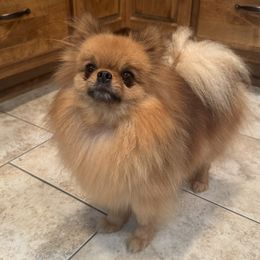Amber - Pomeranian