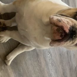 Mabel  - Bulldog