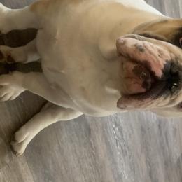 Mabel  - Bulldog
