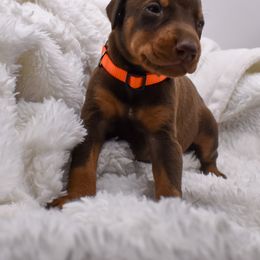 Orange collar - Red and rust male Doberman Pinscher puppy in Lafayette, Louisiana from Indah Lux Dobermans