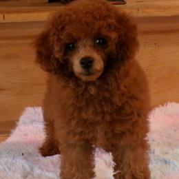 Mindy - Red  female Poodle puppy in Hurricane Mills, Tennessee from Scenic Hills Kennels