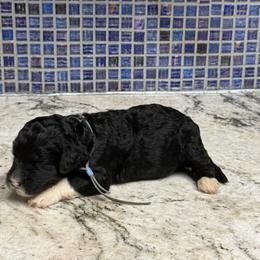 Sprinkles - Black and white female Sheepadoodle puppy in Chesapeake, Virginia from Doodle-Cove
