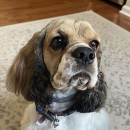 Cocker Spaniels from Van gass Puppies