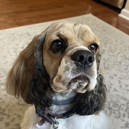 Cocker Spaniels from Van gass Puppies