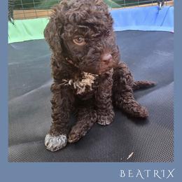 Girl 1 - Brown female Lagotto Romagnolo puppy in Salida, California from Harper's Lagotti