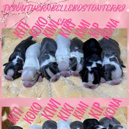 Koko - Seal and white female Boston Terrier puppy in Brazos Point, Texas from TX Southern Belle Boston Terriers
