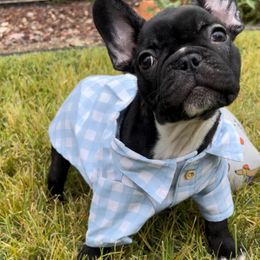 French Bulldog Puppies from Divine French Bulldogs