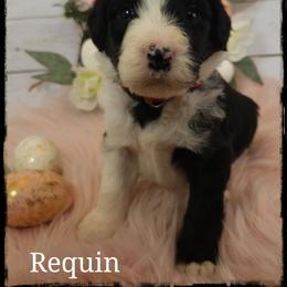 Requin - Black and white female Sheepadoodle puppy in Farley, Iowa from Iowa's Doodle Co.