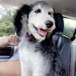 Cockapoos and Goldendoodles from The Doodle Patch