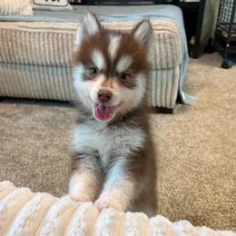 Pyro - Chocolate male Pomsky puppy in Valparaiso, Indiana from Valparaiso Pomskys