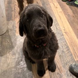 Lillian - Gray female Newfoundland puppy in Shepherd, Montana from Crystal Waters Newfoundlands