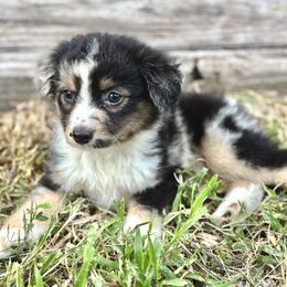 Jet - Blue merle male Miniature Australian Shepherd puppy in Saint Cloud, Florida from Dirty Paws