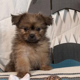 Dorian - Blue male Mi-Ki puppy in Prospect Heights, Illinois from Metro Mi-kis