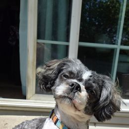Bo Duke - Shih Tzu