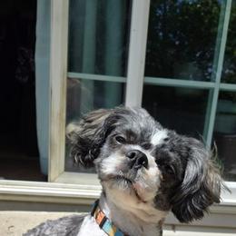 Bo Duke - Shih Tzu