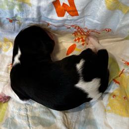 Nash - Tri-color male Cavalier King Charles Spaniel puppy in Paulden, Arizona from Nine Mile Cavaliers