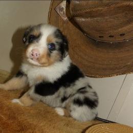 Garth - Blue merle male Miniature Australian Shepherd puppy in Elkhart, Texas from Donaldson Dogz