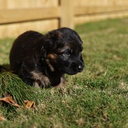 Clementine (Clemmie) - Black and red female German Shepherd puppy in Apex, North Carolina from Milestone GSDs