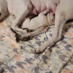 Dogo Argentino Puppies from Fates Legacy Kennels