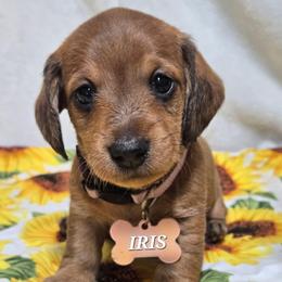 Iris-wirehair - Red female Dachshund puppy in Blair, Oklahoma from North Fork Doxies-Okla