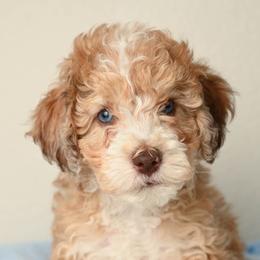 Piccolo Pete - Red merle male Aussiedoodle puppy in Lincoln, California from Frenchie LOVE and Doodles