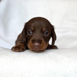 Dachshund Puppies from Weenie Bros