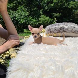 Chihuahua Puppies from Lemon's Full of Flaws Chihuahuas