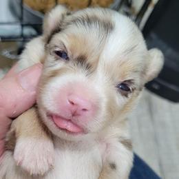 BAILEY RMF (no collar) - Red merle female Toy Australian Shepherd puppy in Norwood, Missouri from Looney Farm’s Toy & Mini Aussies
