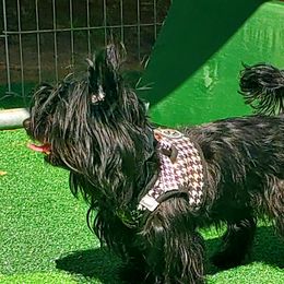 Saphyra - Yorkshire Terrier