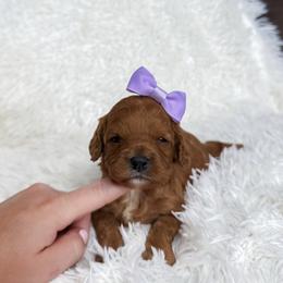 Polly - Apricot female Cavapoo puppy in Reeds Spring, Missouri from As Good As Goldendoodles and more