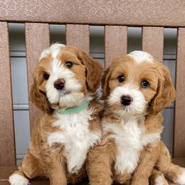 Australian Labradoodle Puppies from Sunny Day Doodles