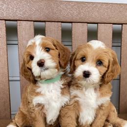 Australian Labradoodle Puppies from Sunny Day Doodles