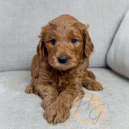 Malbec (green collar) - Red  male Goldendoodle puppy in Murrieta, California from Apricot Poodles & Goldendoodles, LLC