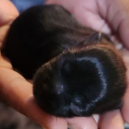 Wednesday - Black female Shih Tzu puppy in Kernersville, North Carolina from SweetTee's Shih Tzus LLC