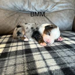 BMM - Blue merle male Miniature Australian Shepherd puppy in Tallapoosa, Georgia from Williams Shepherds