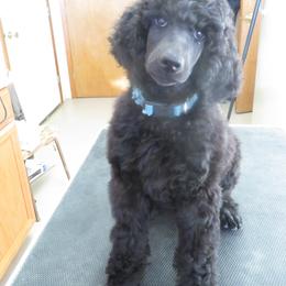 Girl 1 - Black female Poodle puppy in Ryegate, Montana from Big Sky Poodles