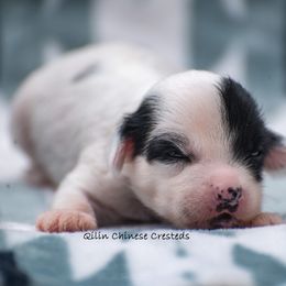 Chinese Crested Puppies from Qilin Chinese Crested