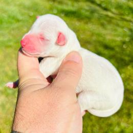 Blakeley - White female Miniature Schnauzer puppy in Alabama from Little River Miniature Schnauzers