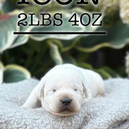 Icon - Yellow male Labrador Retriever puppy in Puyallup, Washington from 12 Door Farm Labradors