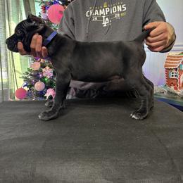 Blue - Black male Cane Corso puppy in Norwalk, California from Gaxx Corsos
